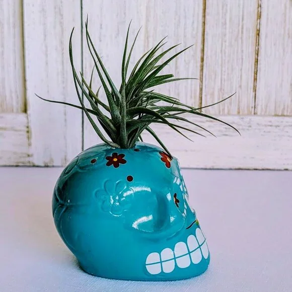 NWT Glazed Teal Ceramic Sugar Skull Air Plant Holder with Air Plant 💀 - Picture 4 of 6